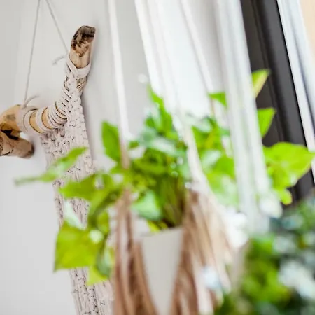 Rosse Niedaleko Plazy *