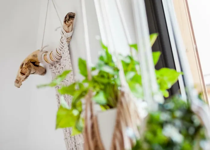 Rosse Niedaleko Plazy *